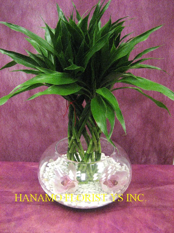 PLAN004 Lucky Bamboo in Glass Vase